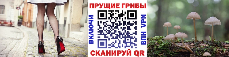 shop Telegram  Томилино  Псилоцибиновые грибы мухоморы  где продают  